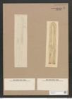 Navicula nobilis (Ehr.) Kuetz. (de-Toni-Nr.: Genus 1, Species 1) Zeichnungen Sammlung Grunow Nr. 7 (NHMW-BOT-W0366188)